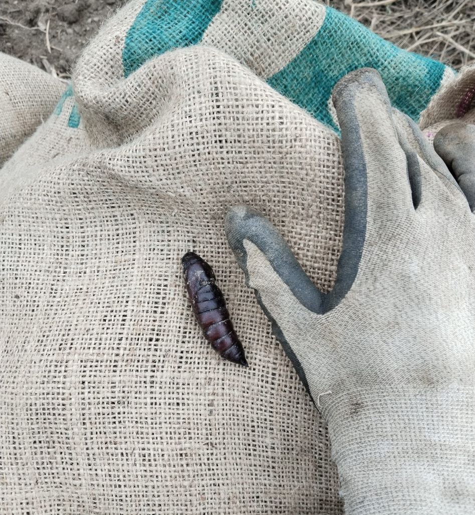 Abb. 1 Schwärmer-Puppe (c) Katharina Rausch