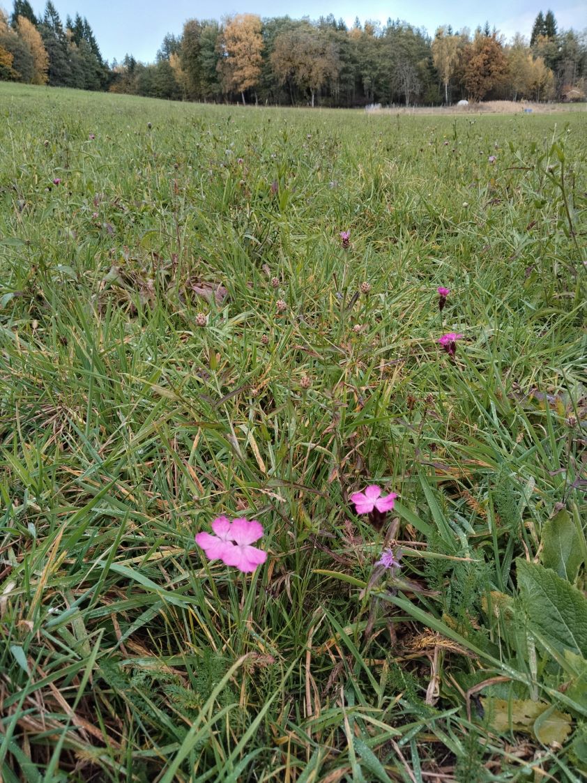 Biodiversitätsfläche im Herbst