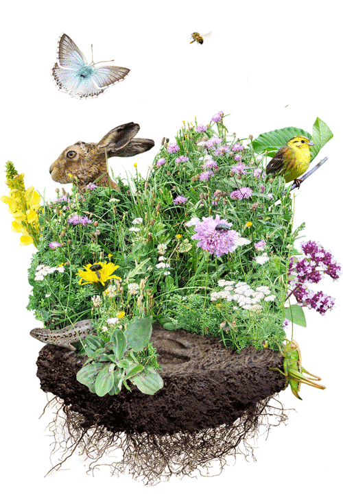 Biodiversitätsflächen